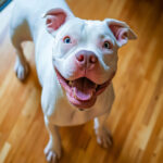 Doggie Dental Care